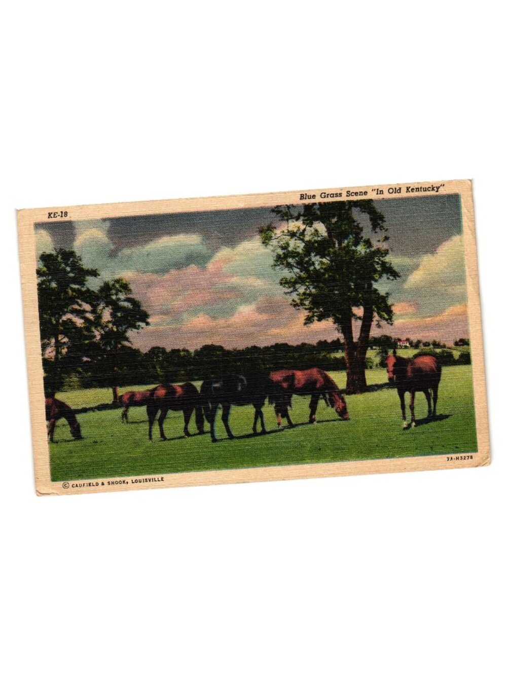 Vintage Kentucky Postcard Blue Grass Horses Pastoral Landscape 1952 Postmark